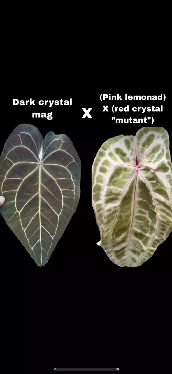 Dark Crystal Mag x Pink Lem/Red Crystal - GROWER’S CHOICE thumbnail