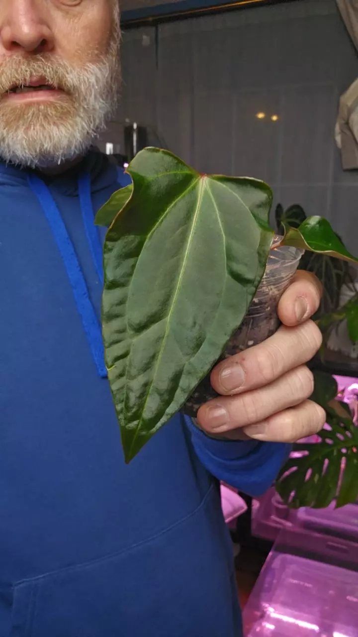 Besseae AFF x REE Port thumbnail