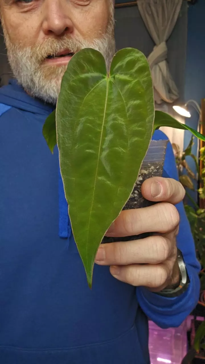 Anthurium Black Pap x BVEP thumbnail