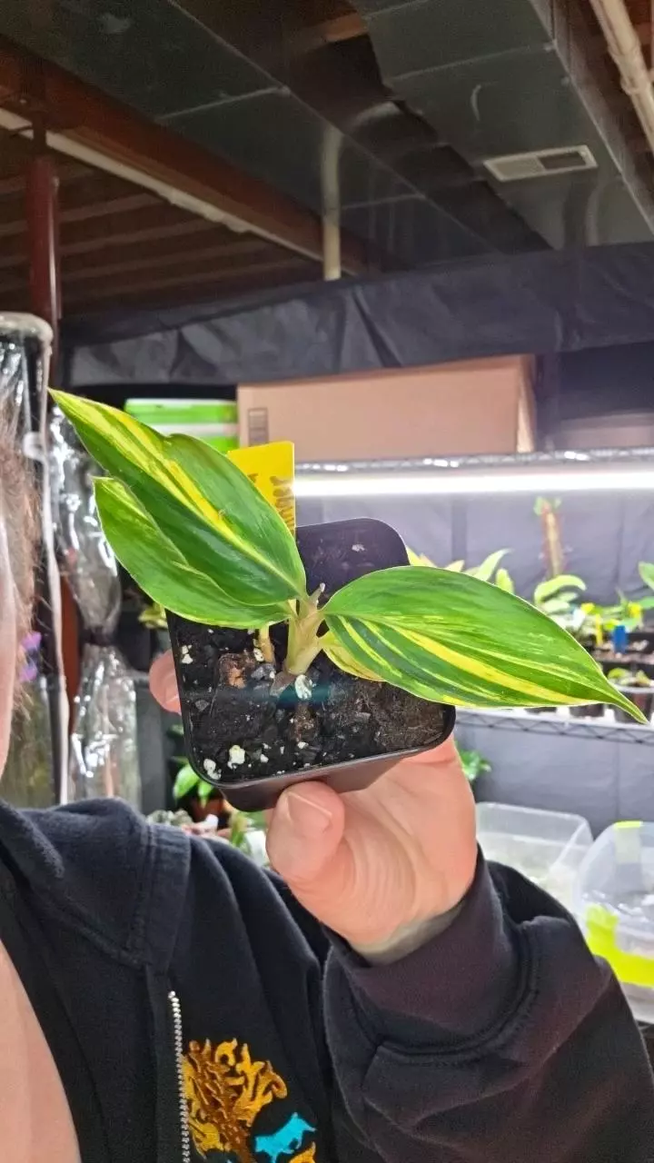 Variegated Ginger thumbnail