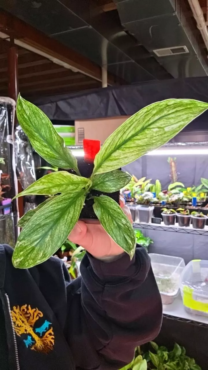 Variegated Peace Lily thumbnail