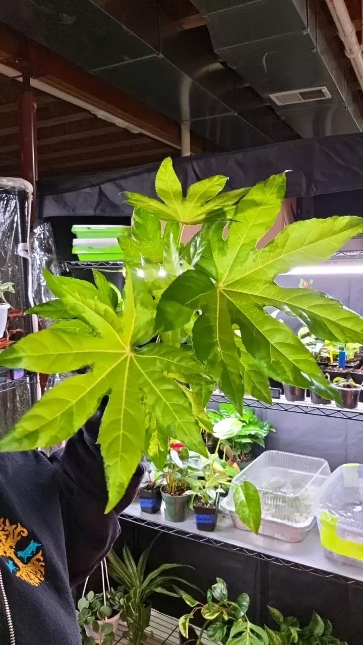 Camo Japanese Aralia thumbnail