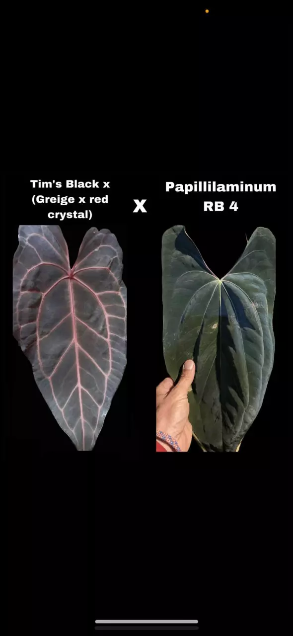 Tim’s Black x Pap RB 4 - GROWERS CHOICE thumbnail