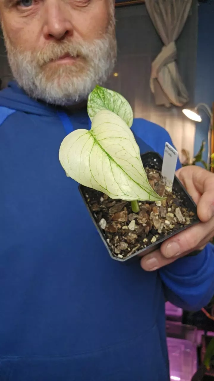 Monstera Mint thumbnail