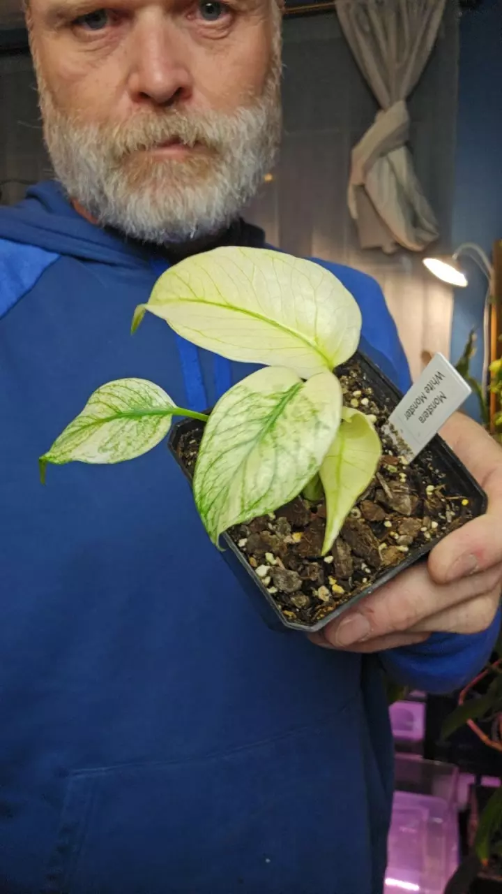 Monstera White Monster thumbnail