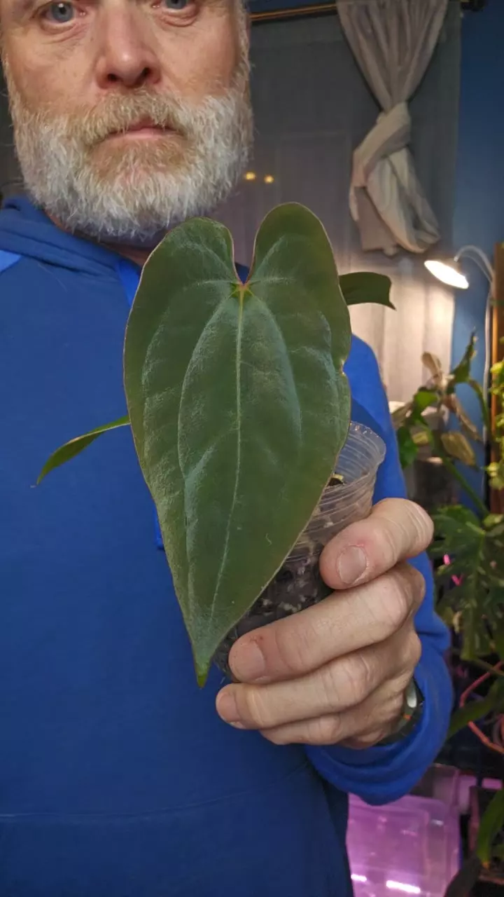 Anthurium A+ PAP x BVEP thumbnail