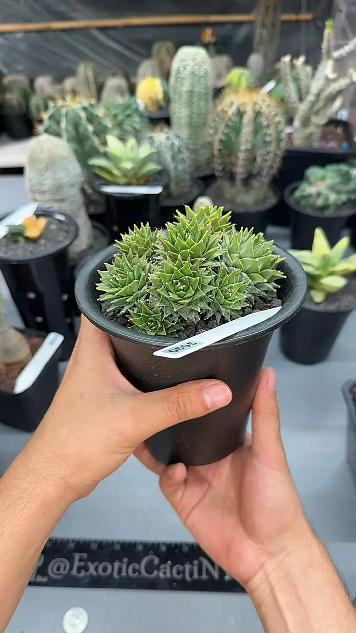 0695 Obregonia Denegrii cluster thumbnail