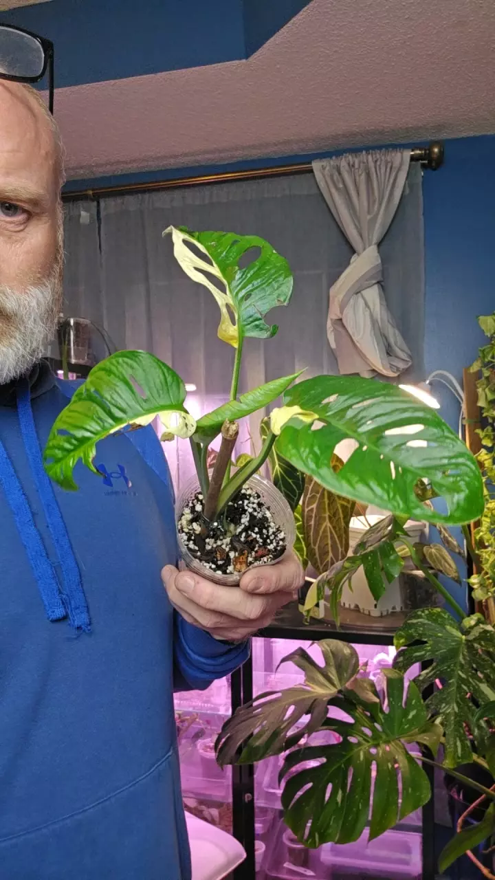 Adansonii Albo thumbnail