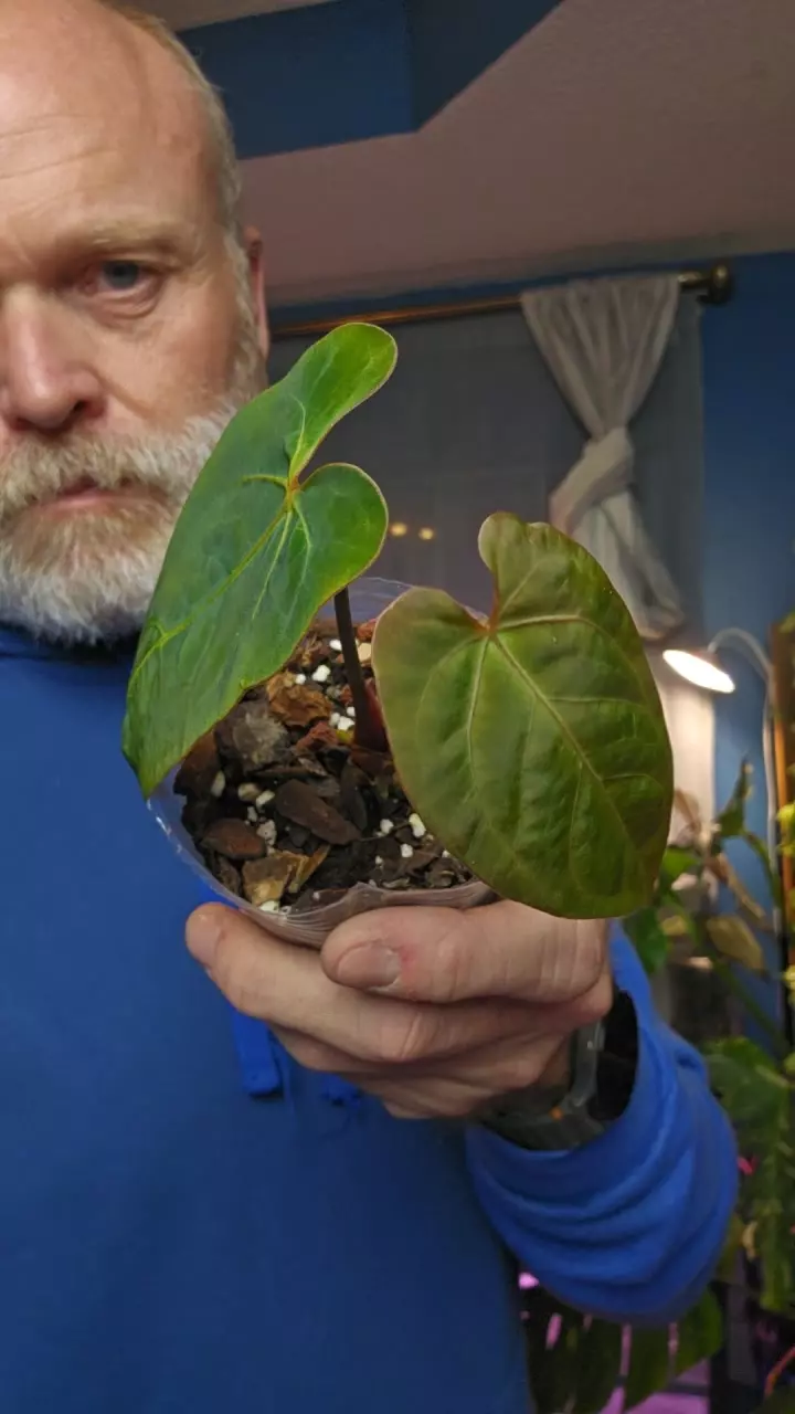 Anthurium Mag/Crystal x Pap RLFS/BVEP thumbnail