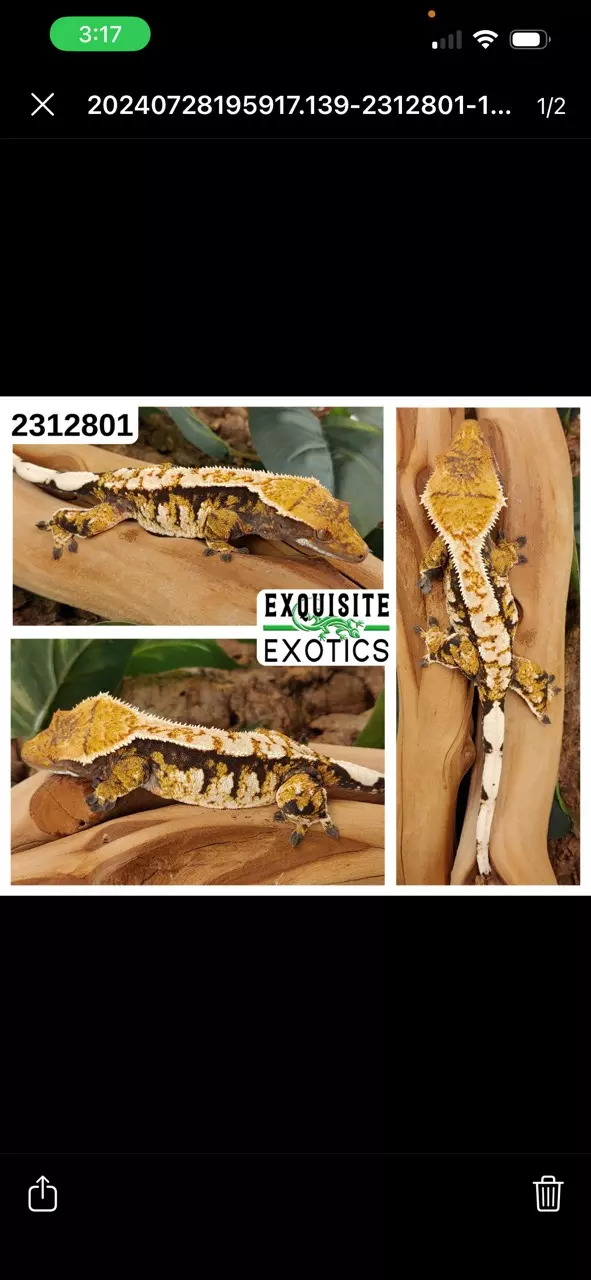 NINGGUANG - Proven F thumbnail