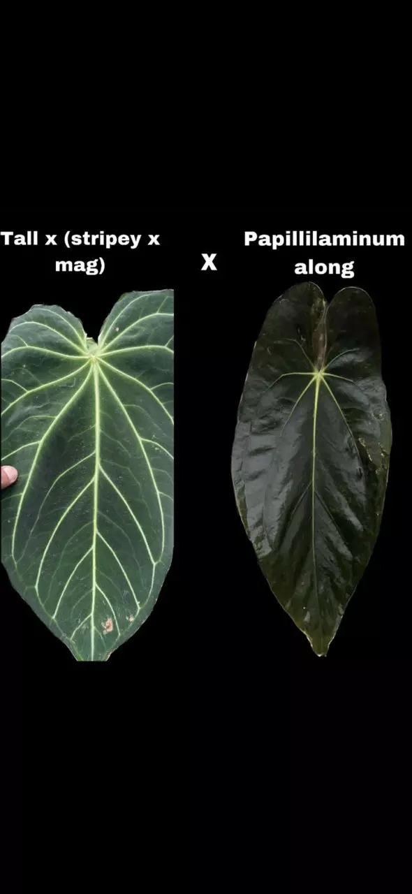 Tall Stripey Mag x Pap - GROWERS CHOICE thumbnail