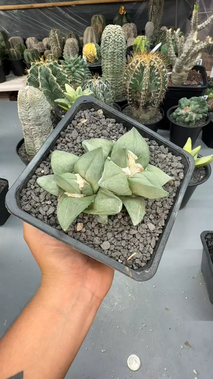 Retusus Dechot thumbnail