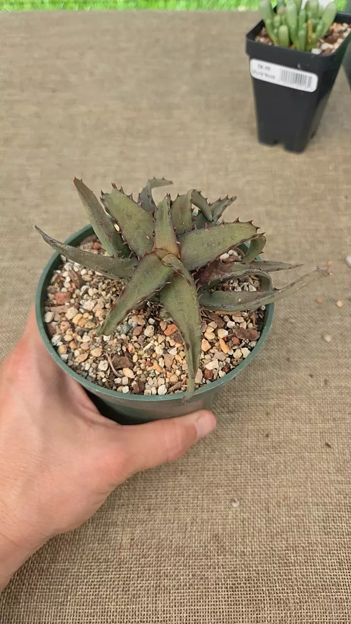 Aloe castilloniae 4" thumbnail