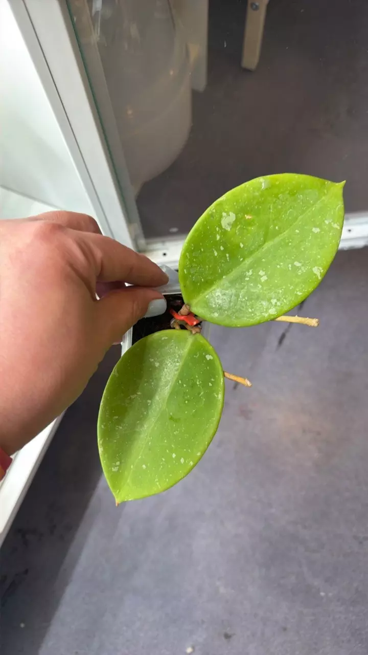 h sweet scent thumbnail