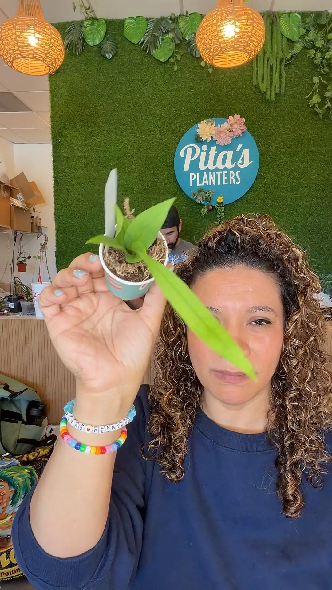 Anth. Vittarifolium Starter thumbnail