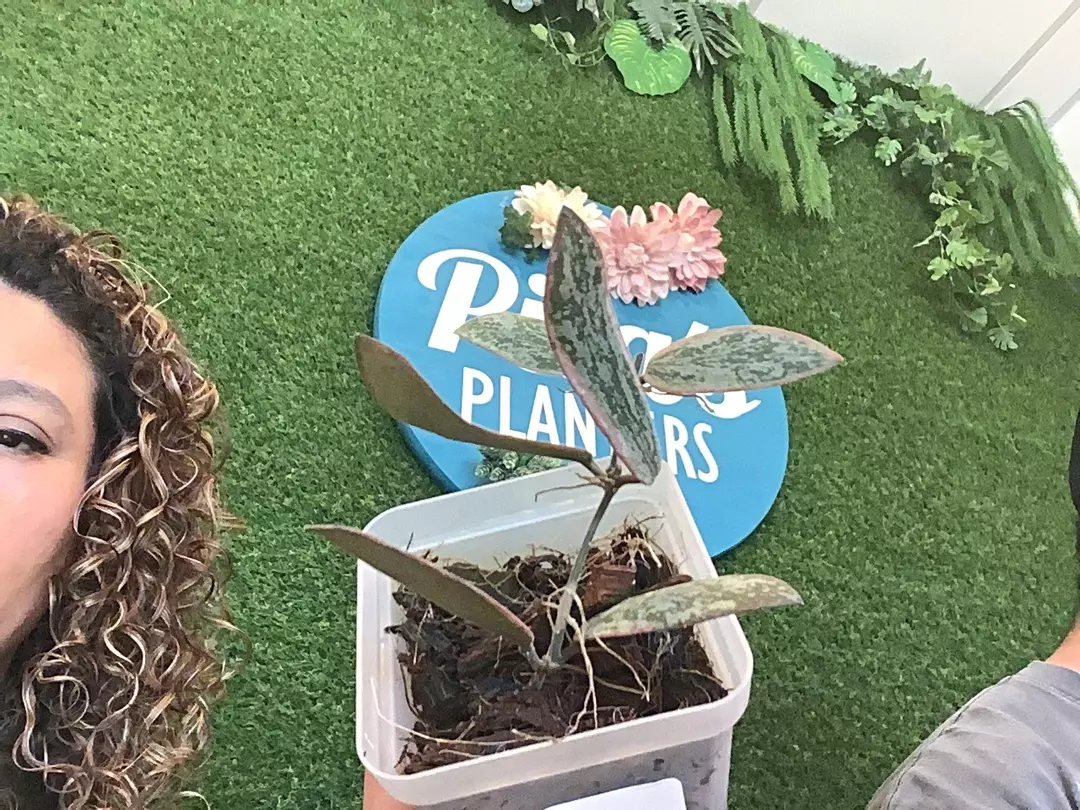 sigillatis outer var thumbnail