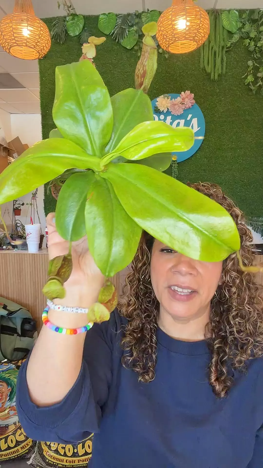 Pitcher Plant thumbnail