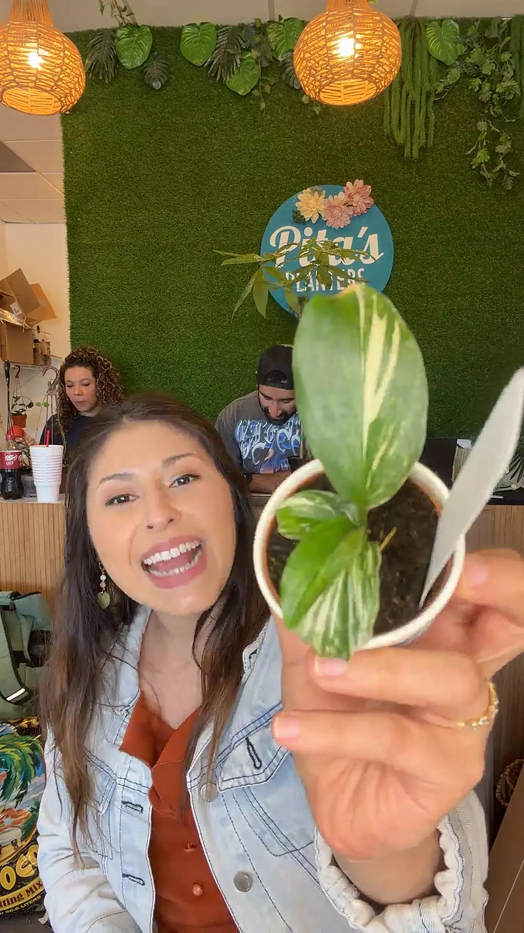 2in Kaempferia Var thumbnail