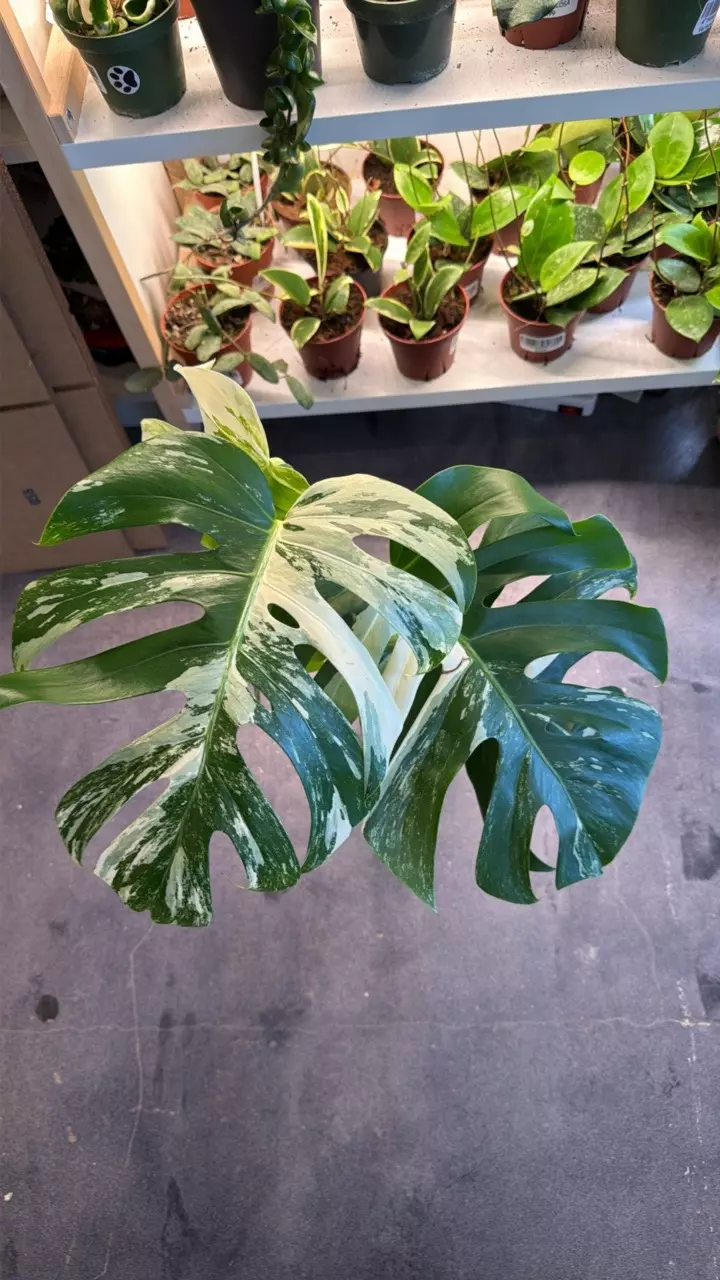 monstera albo😍 thumbnail