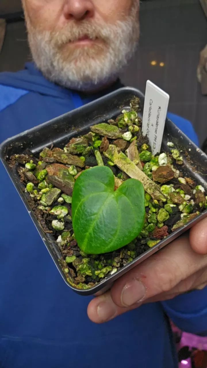 Kuna PM 5/3 x Carla OG1/5 thumbnail