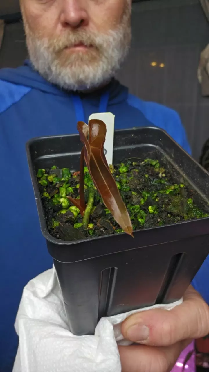 Anthurium A+ Pap thumbnail