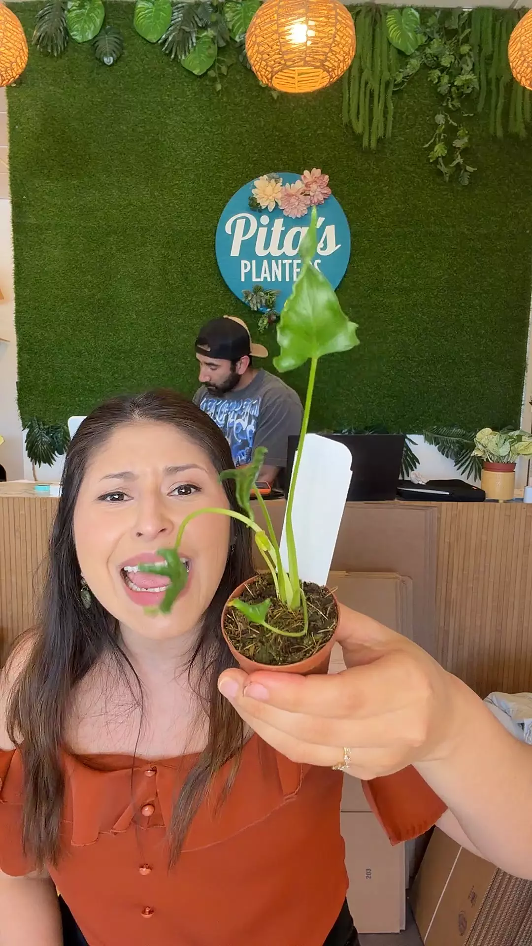 Alocasia Triangularis Starter 🗣 thumbnail