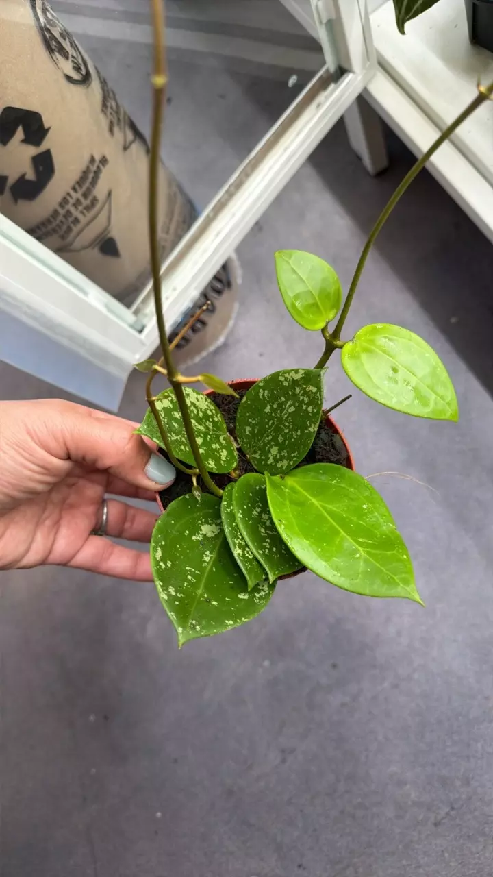 parasitical splash-grower’s pick thumbnail