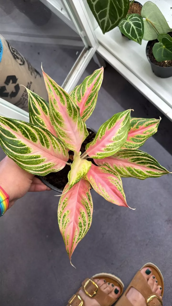 6” algaonema pink Panama thumbnail