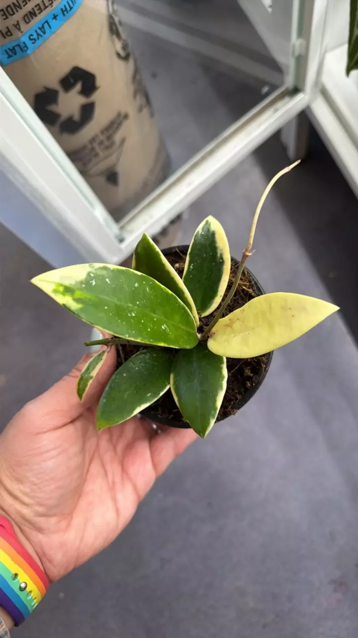 Hoya acuta outer var. 4”(grower’s choice) thumbnail