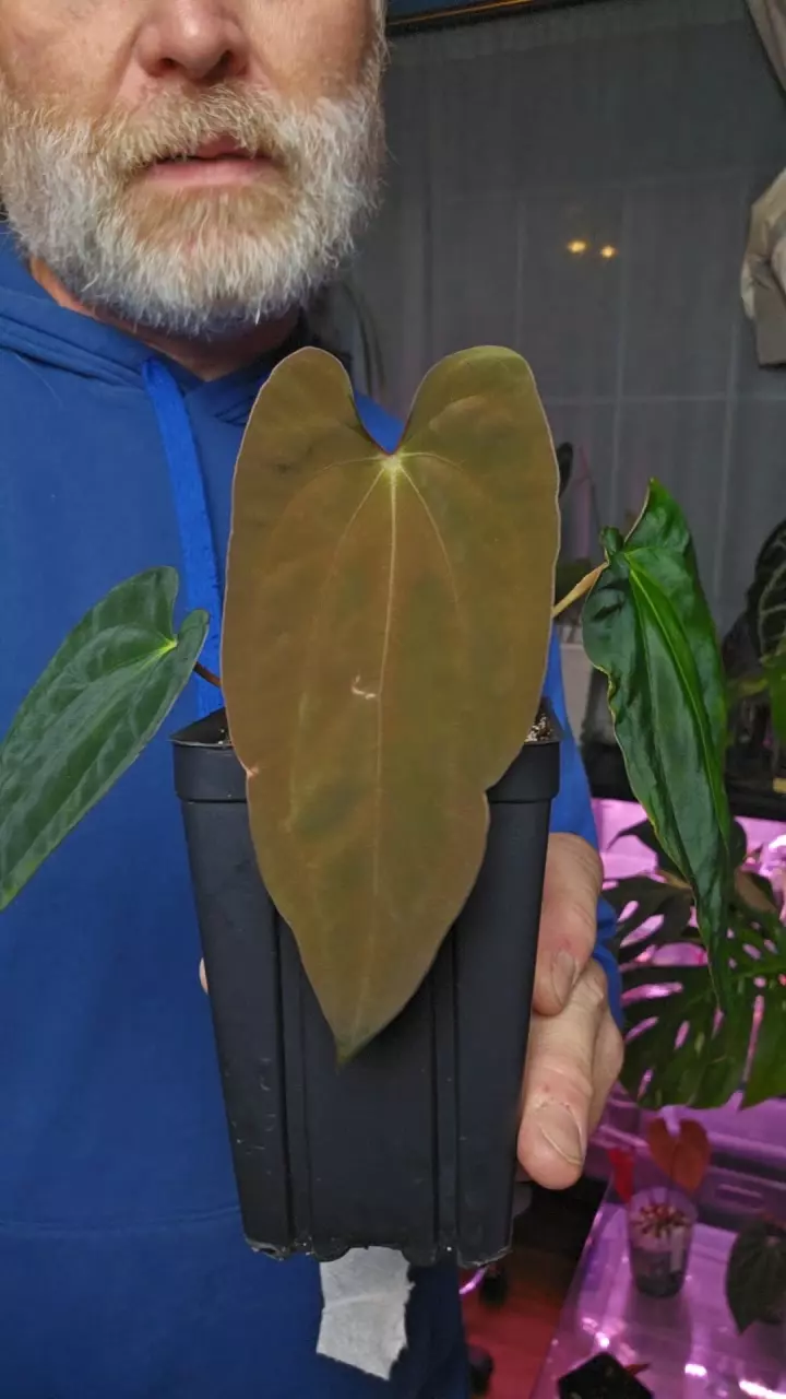 Anthurium Marshellini Dadbod x BVEP thumbnail