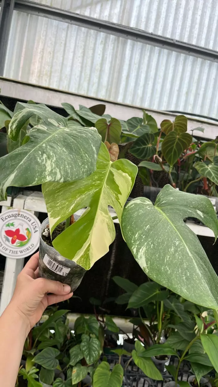 A547 Monstera Albo variegated thumbnail