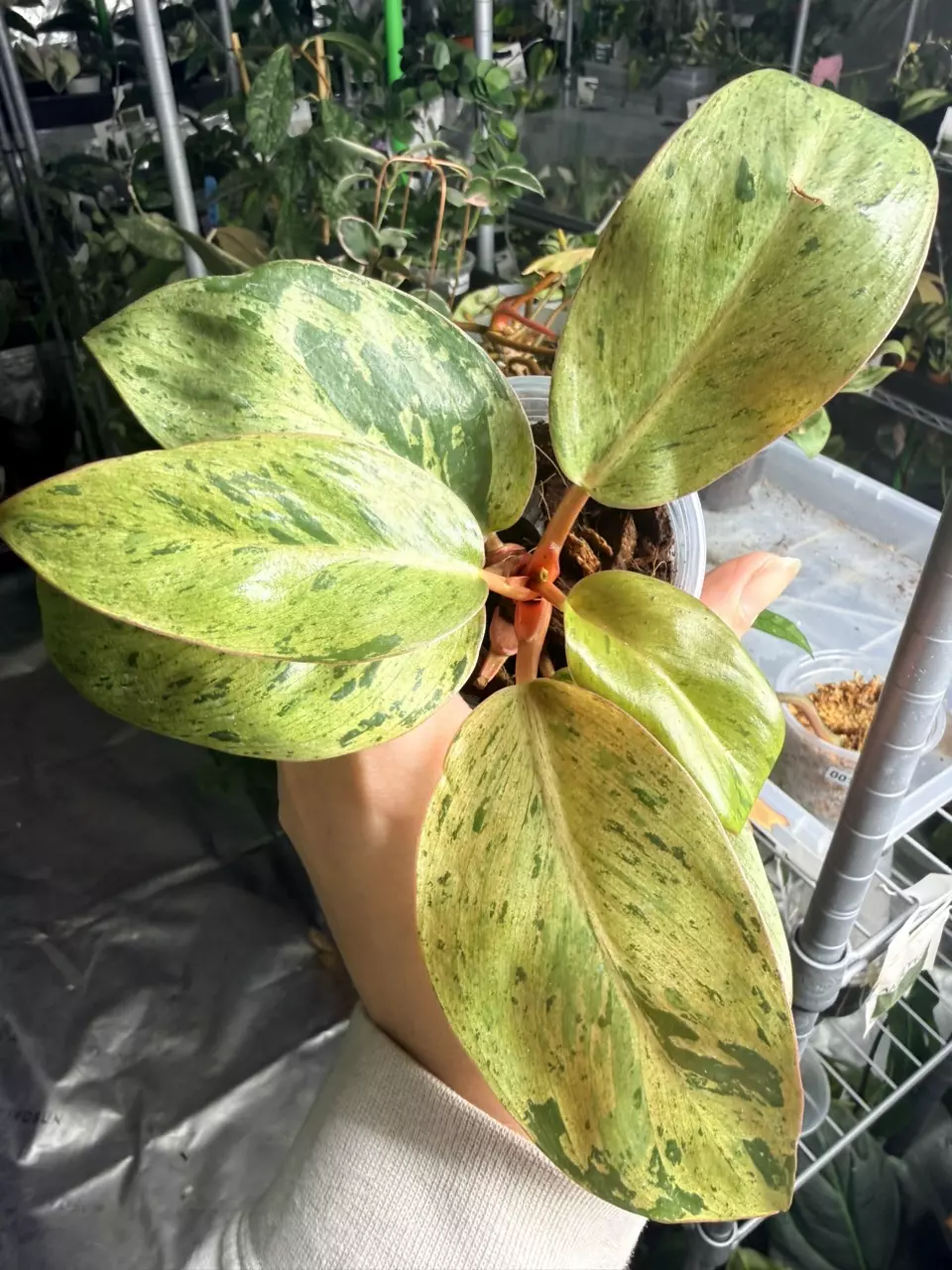 Philodendron Red Congo Mint - 0023 thumbnail