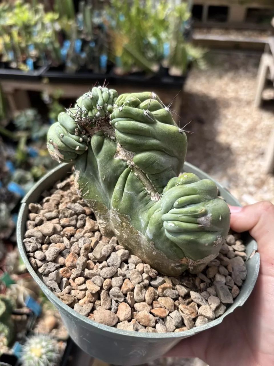 cereus coral wave thumbnail