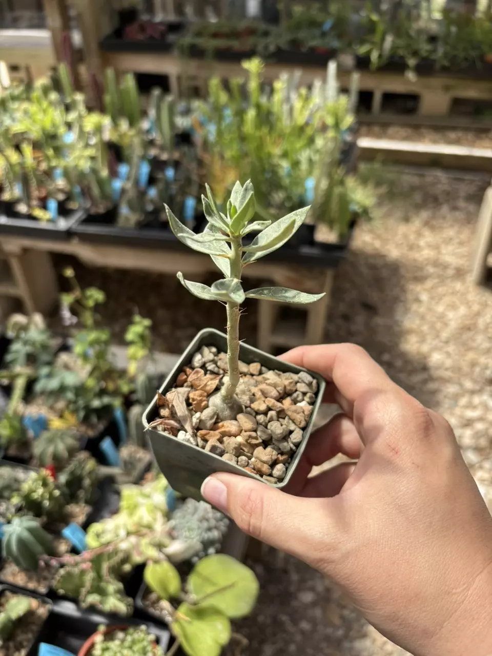 pachypodium bispinosum thumbnail