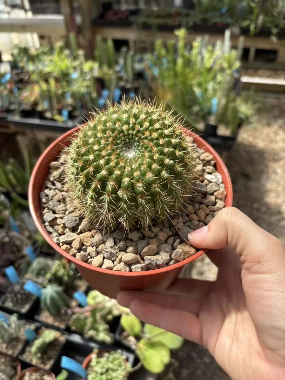 notocactus apricus thumbnail
