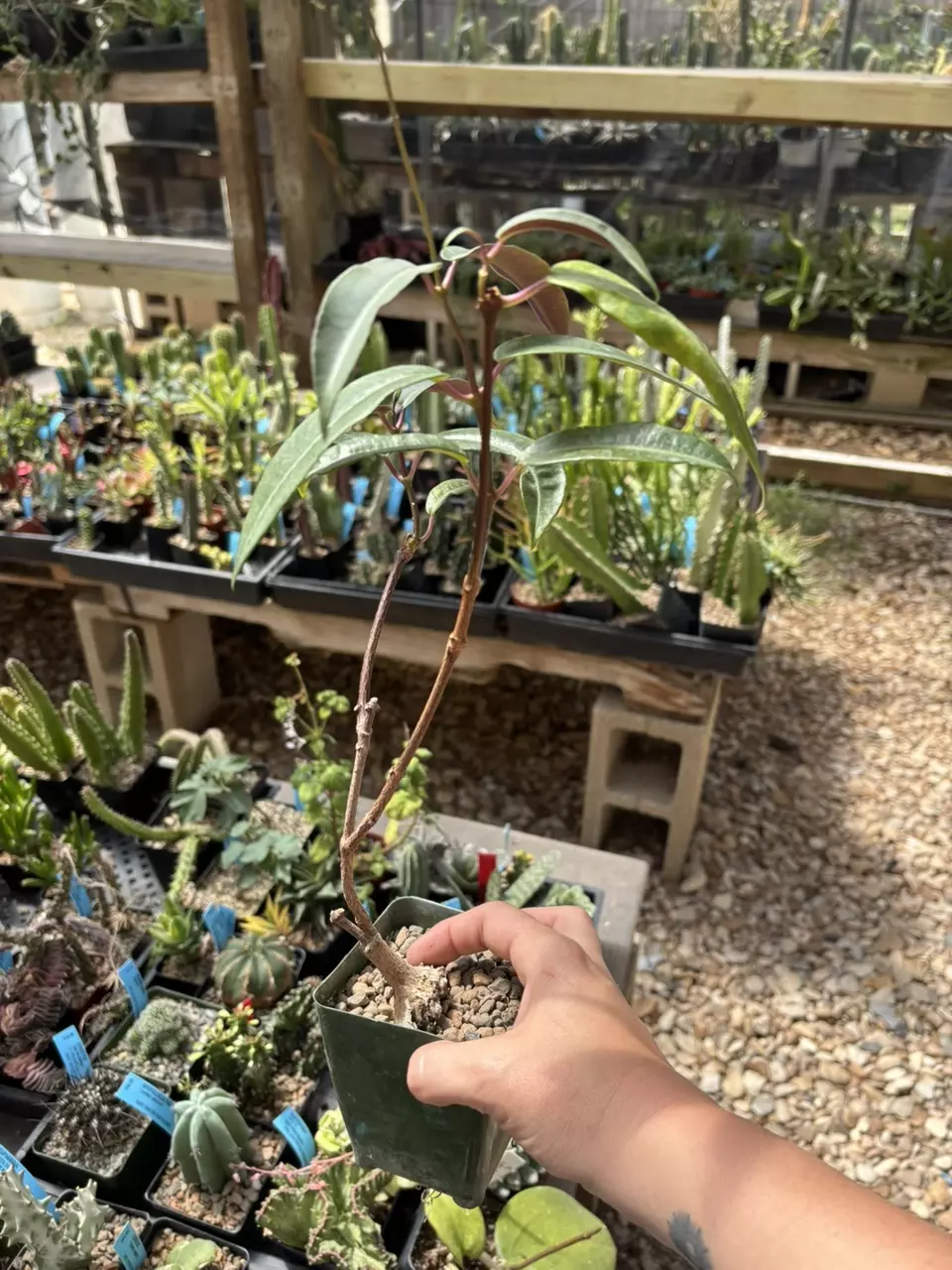 raphionacme flanaganii thumbnail