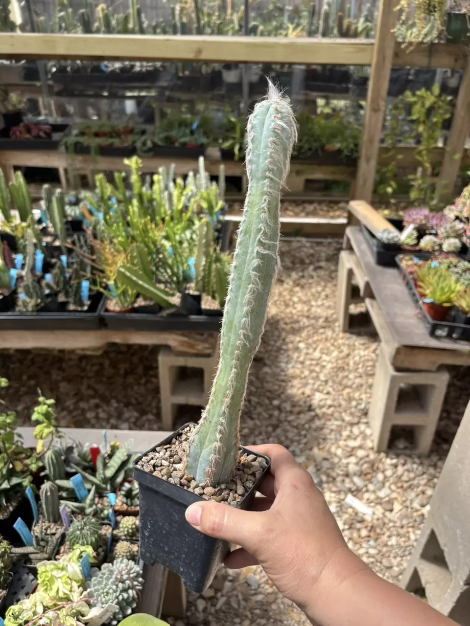 pilosocereus leucoephalus thumbnail