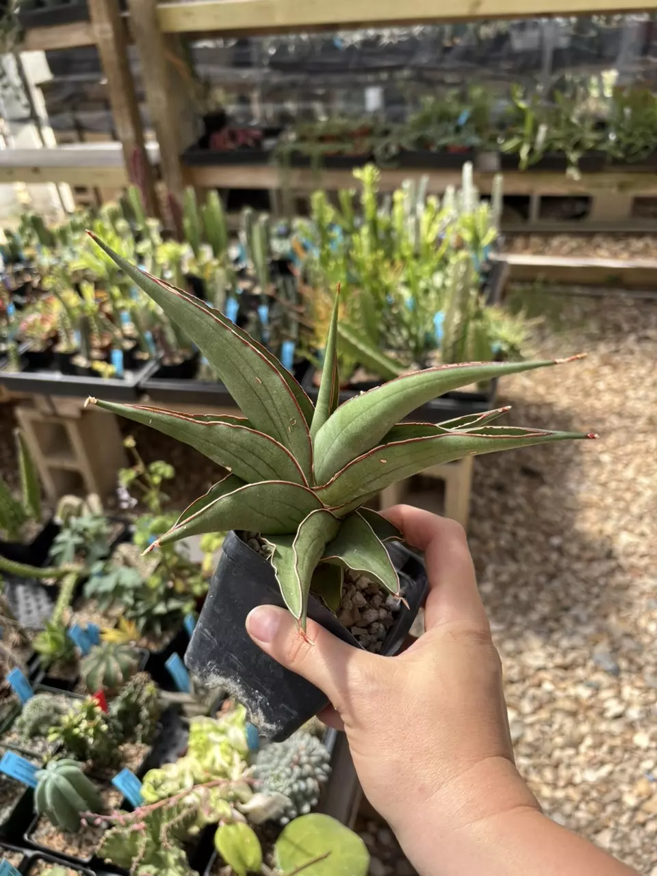 Sansiveria kirana thumbnail