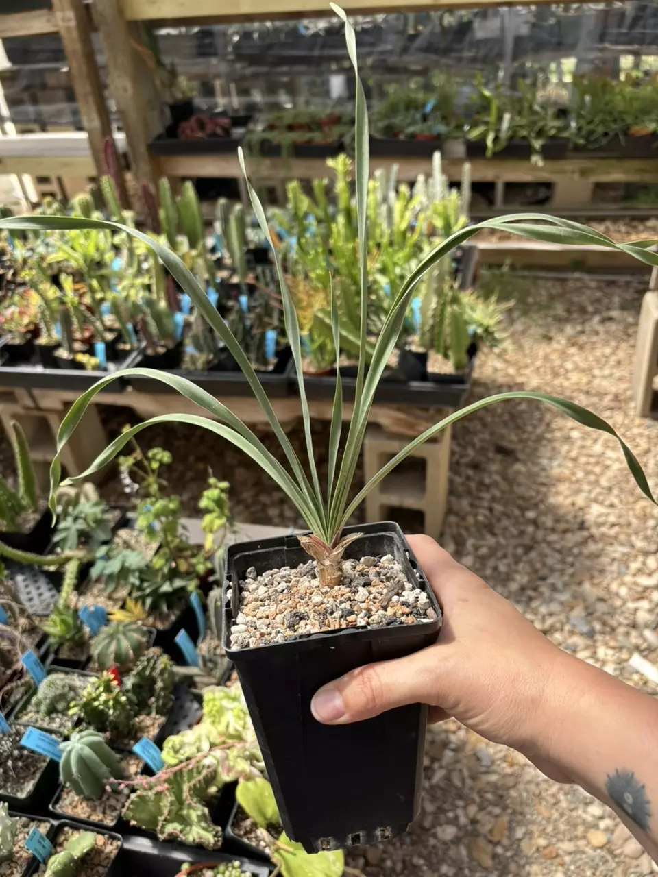 boophane disticha thumbnail