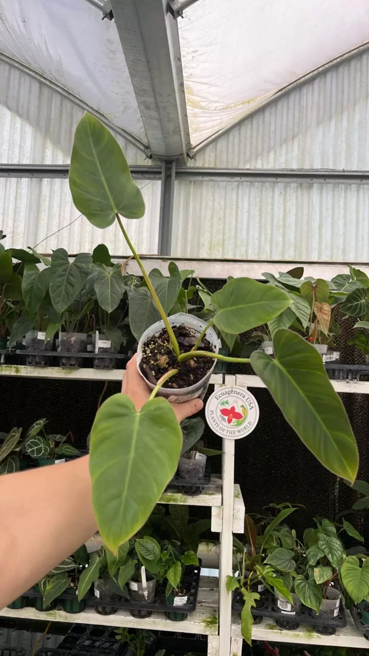 A560 Philo Magic Spirit thumbnail