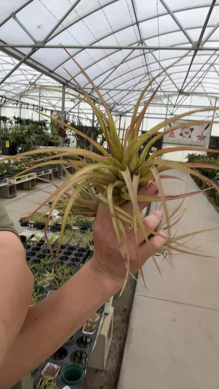 combo 3 Tillandsia airplants thumbnail