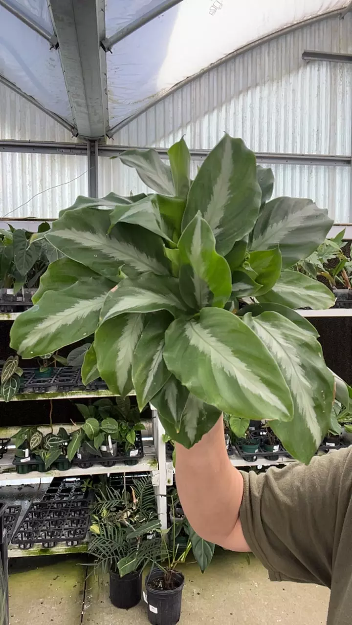 A538 calathea micans thumbnail