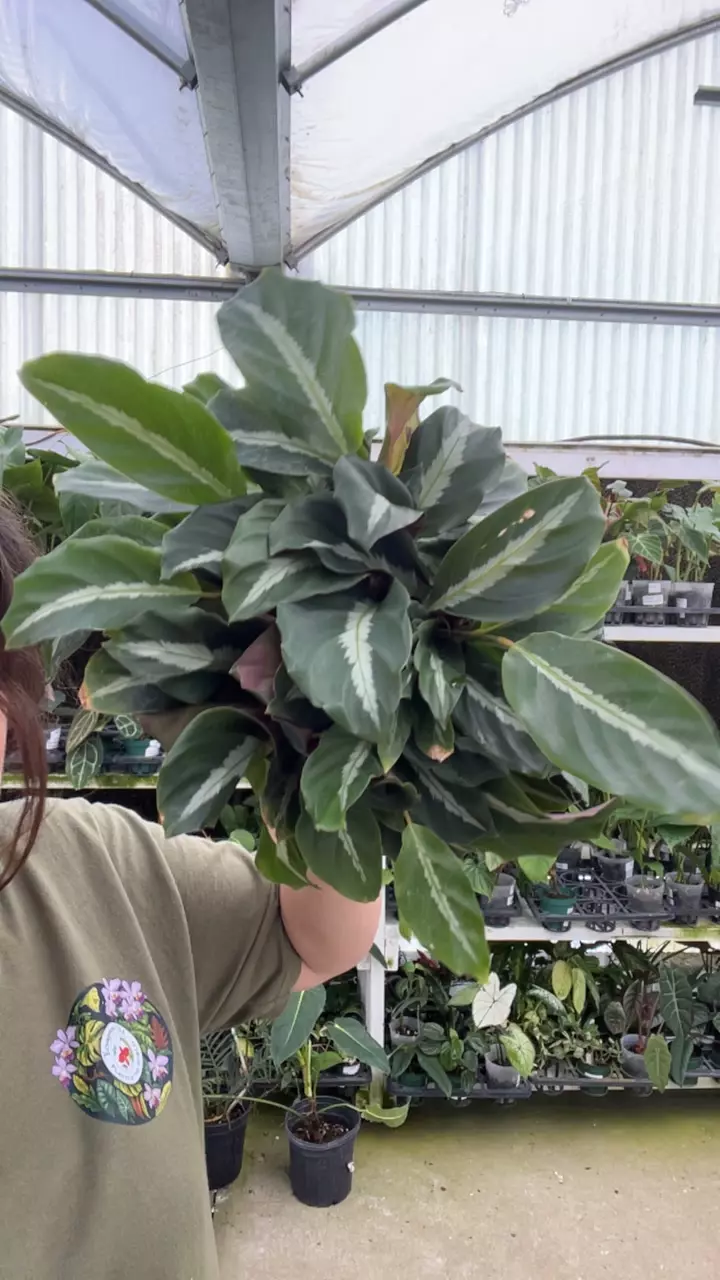A541 calathea undulata thumbnail