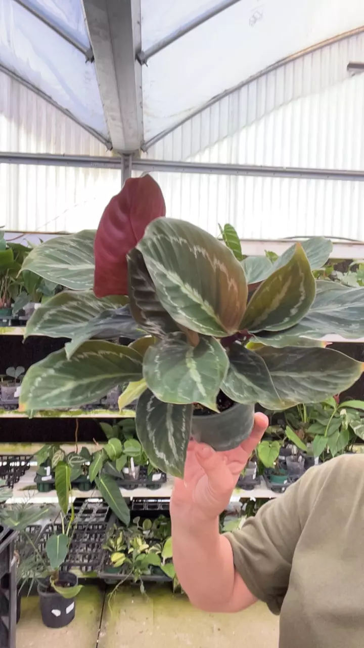A540 calathea picturata thumbnail
