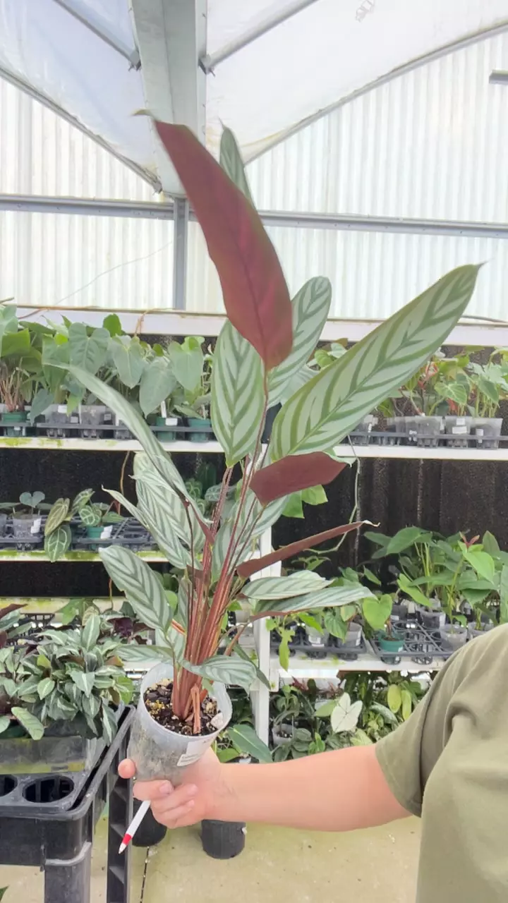 A533 Calathea Bengal Tiger thumbnail