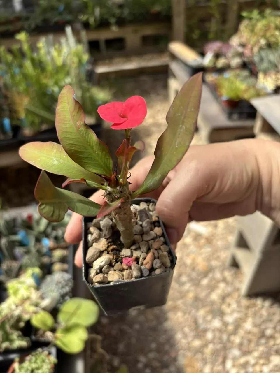 euphorbia milii cherry cobbler thumbnail
