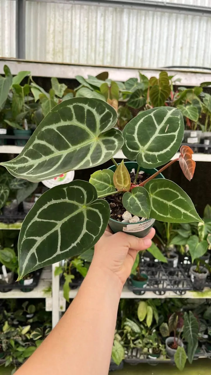 A556 crystallinum x Silver Blush thumbnail