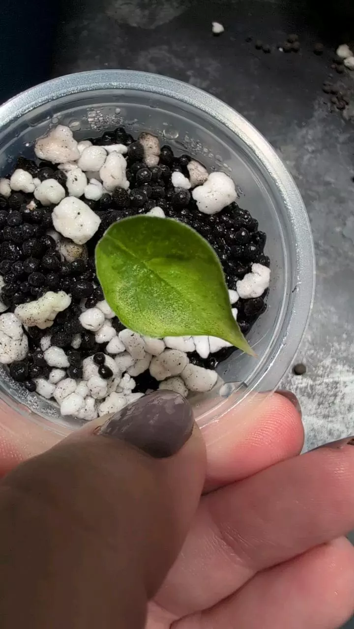 longiloba lemon mint baby thumbnail