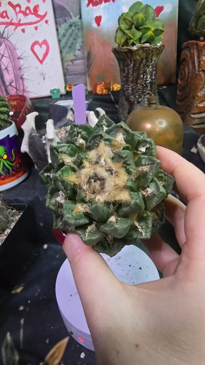 ariocarpus degraft (starting to root) thumbnail