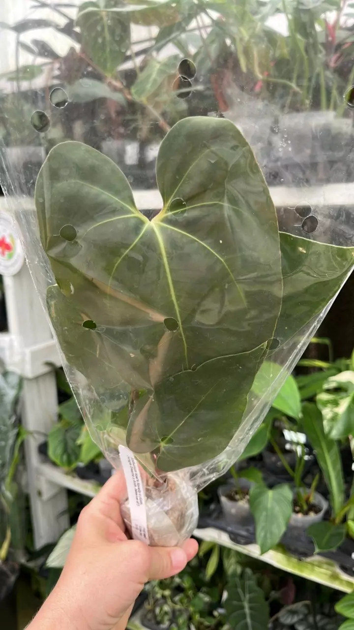 Fi198 Anth Noel’s Novelty x (Jungle Dreams x besseae aff) thumbnail